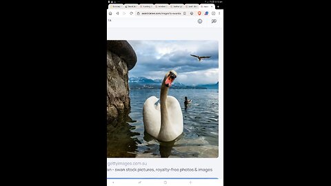 Swan Swaneee