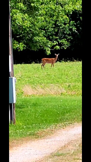 Just Now. Deer From Our Front Porch 06-28-2025