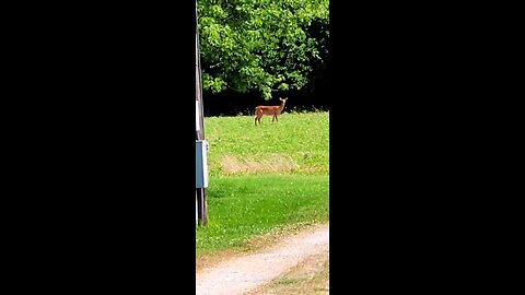 Just Now. Deer From Our Front Porch 06-28-2025