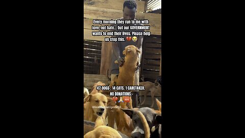 They Said These Dogs Were Dangerous… Watch What Happens When I Arrive 💔