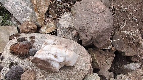 The original forest on flat earth part 10, ancient river and bedrock