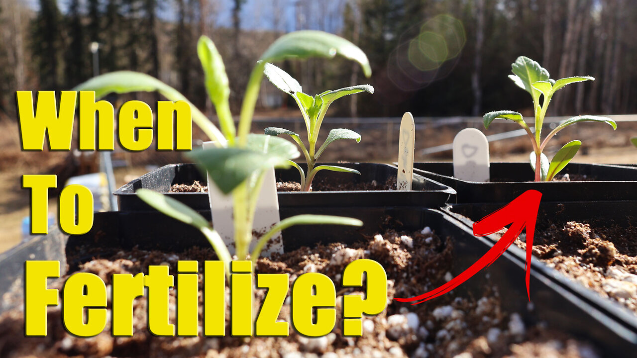 When & How We Fertilize Young Seedlings & Garden Starts