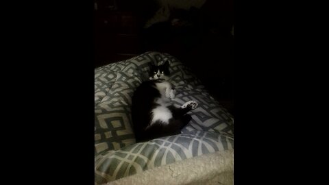 Cat Sleeps Soundly