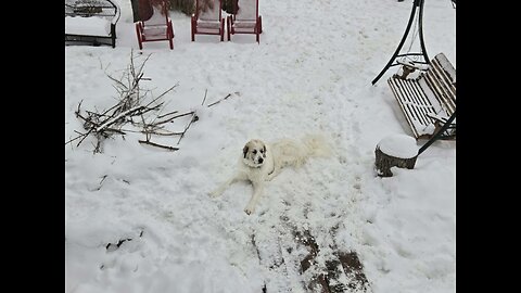 Forget Global Warming... We've Got Polar Bears In The Back Yard🤣
