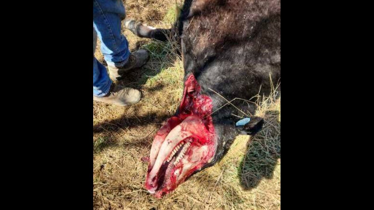 Chouteau County, Montana Cattle Mutilations