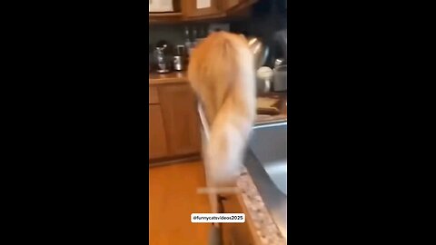 cats falling
