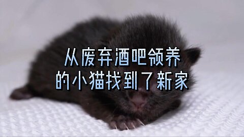 从废弃酒吧领养的小猫找到了新家