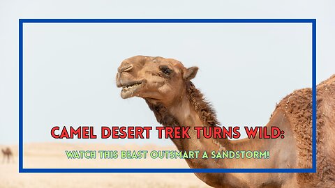 Camel Desert Trek Turns Wild: Watch This Beast Outsmart a Sandstorm!