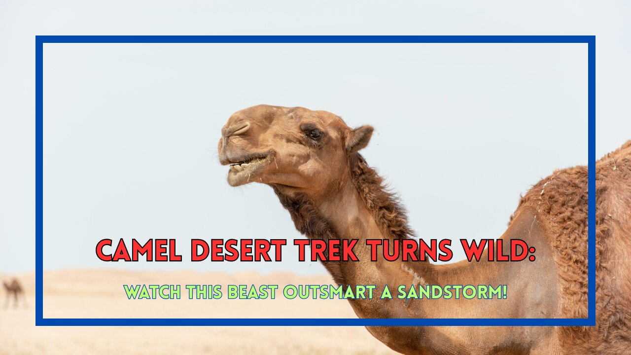 Camel Desert Trek Turns Wild: Watch This Beast Outsmart a Sandstorm!