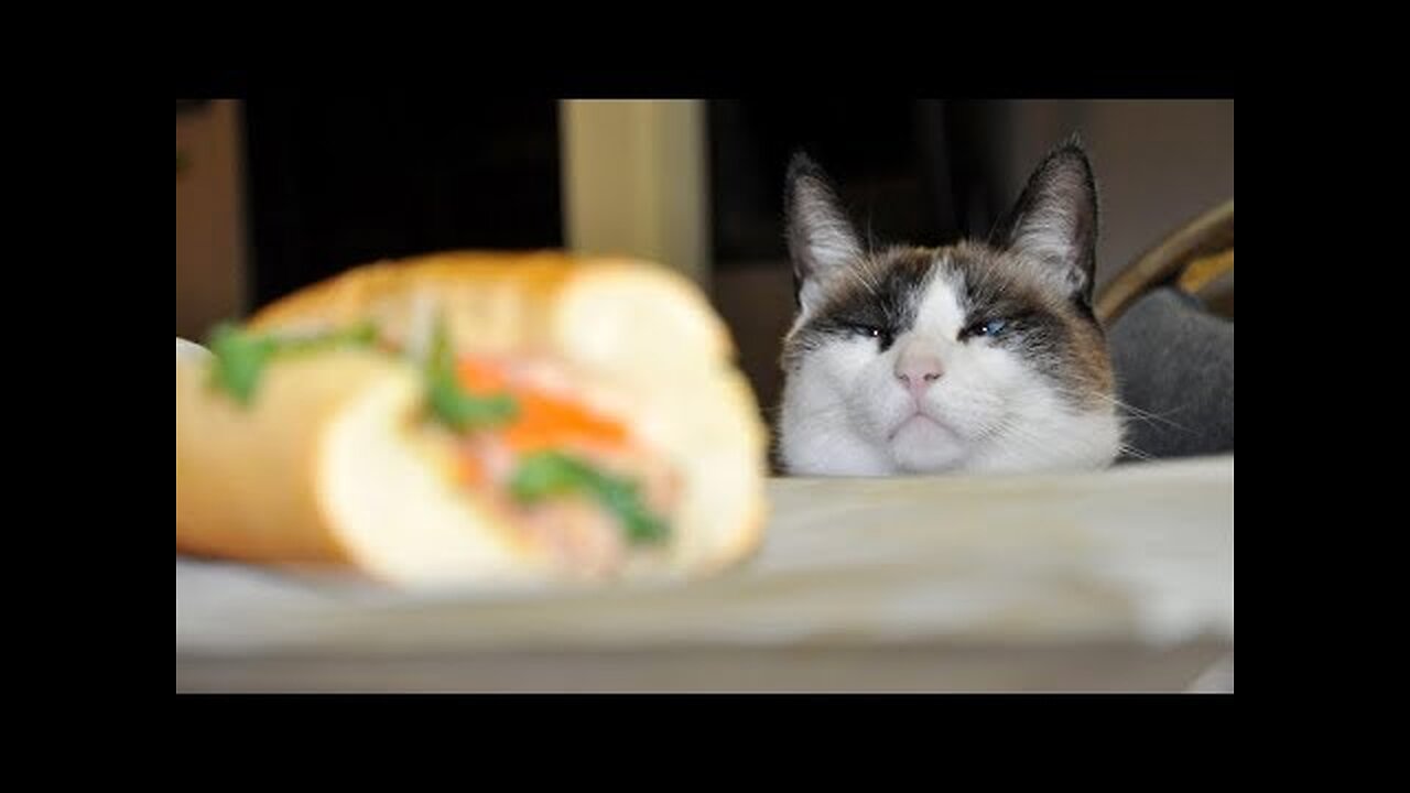 We are NOT RESPONSIBLE if you DIE FROM LAUGHING - Super FUNNY ANIMAL compilation