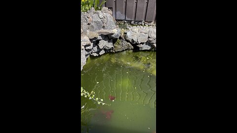 Froggy