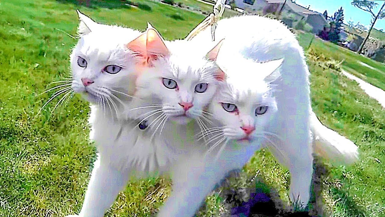 10 Cats Born Only Once a Thousands of Years