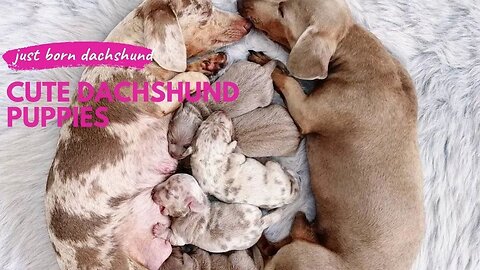 Just Born Dachshund Puppies Videos | Cute Dachshund Puppies Try Not To Laugh Videos