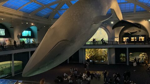 Museum of Natural History (Manhattan)
