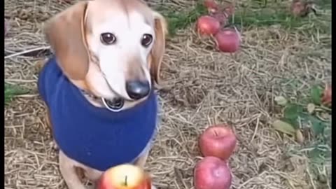 #dog #apple #shorts #ai #image