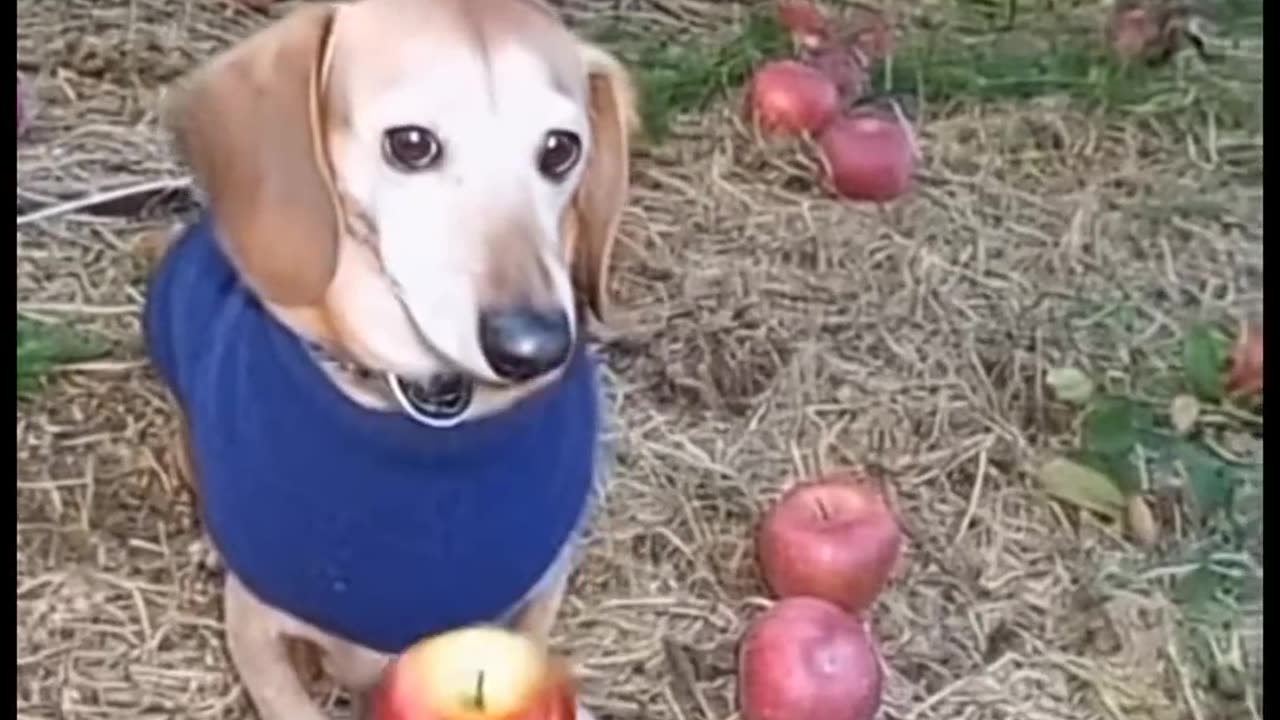 #dog #apple #shorts #ai #image