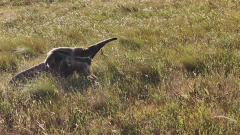 Anteater in the rainforest tamandua at night- 4K Video