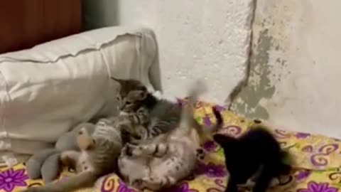 Funny Cats & Cute Kittens baby play game #shorts #cat #cute