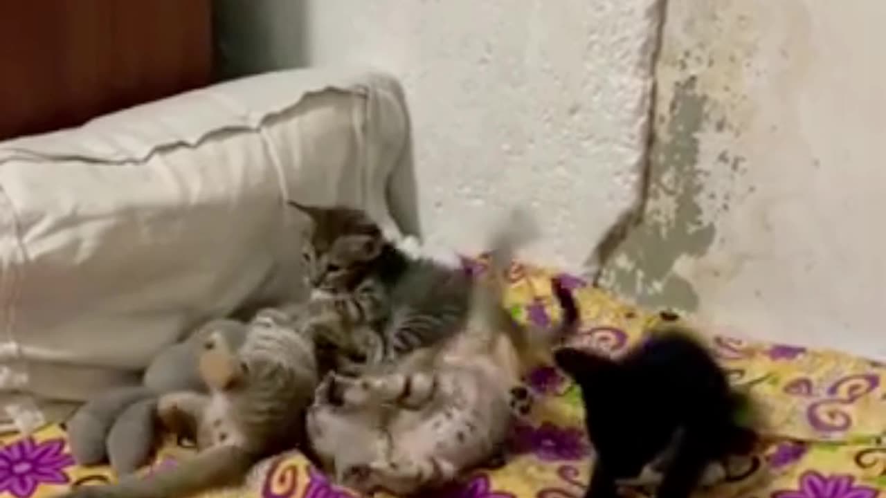 Funny Cats & Cute Kittens baby play game #shorts #cat #cute