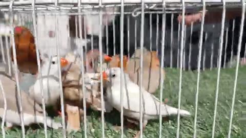 Sunday Karachi birds market 30-11-25