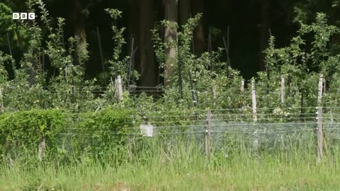 ‎Shiba Inu Dog vs Thieving Monkeys in Japan | 4K UHD | Wild Japan | BBC Earth