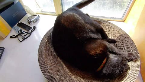 My pet cat vlog, his name is Heihei, 04/08, 2025,He turned his belly towards me ， #catvideo #asmr