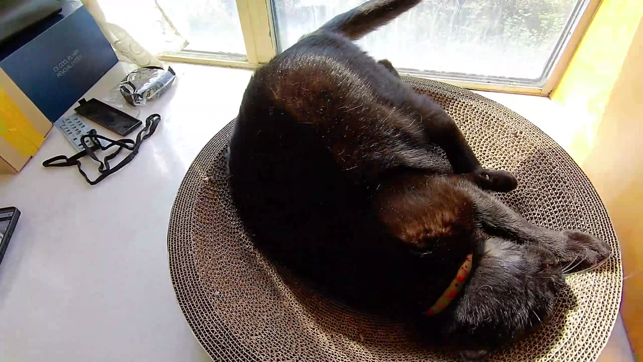 My pet cat vlog, his name is Heihei, 04/08, 2025,He turned his belly towards me ， #catvideo #asmr