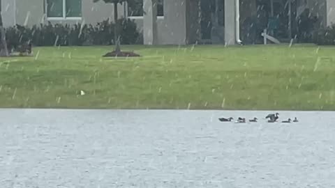 Mottled Ducklings First Flight: 7-17-2025