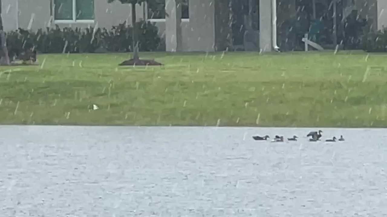 Mottled Ducklings First Flight: 7-17-2025