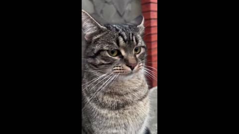 Animals Gone Wild: Laugh-Out-Loud Compilation!