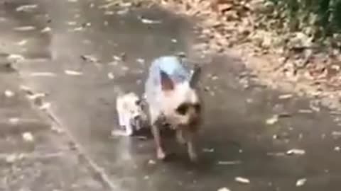 Dog saves a tiny stray kitten by bringing it home