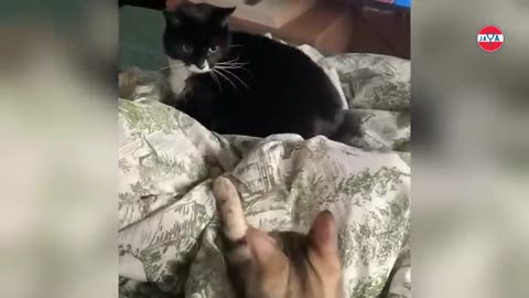 20-MINUTE COMPILATION OF FUNNY CAT VIDEOS THAT WILL MAKE YOU LAUGH