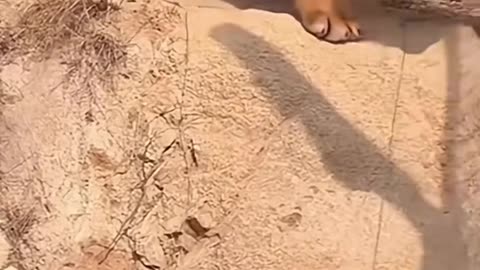 Do tigers also need to lose weight?