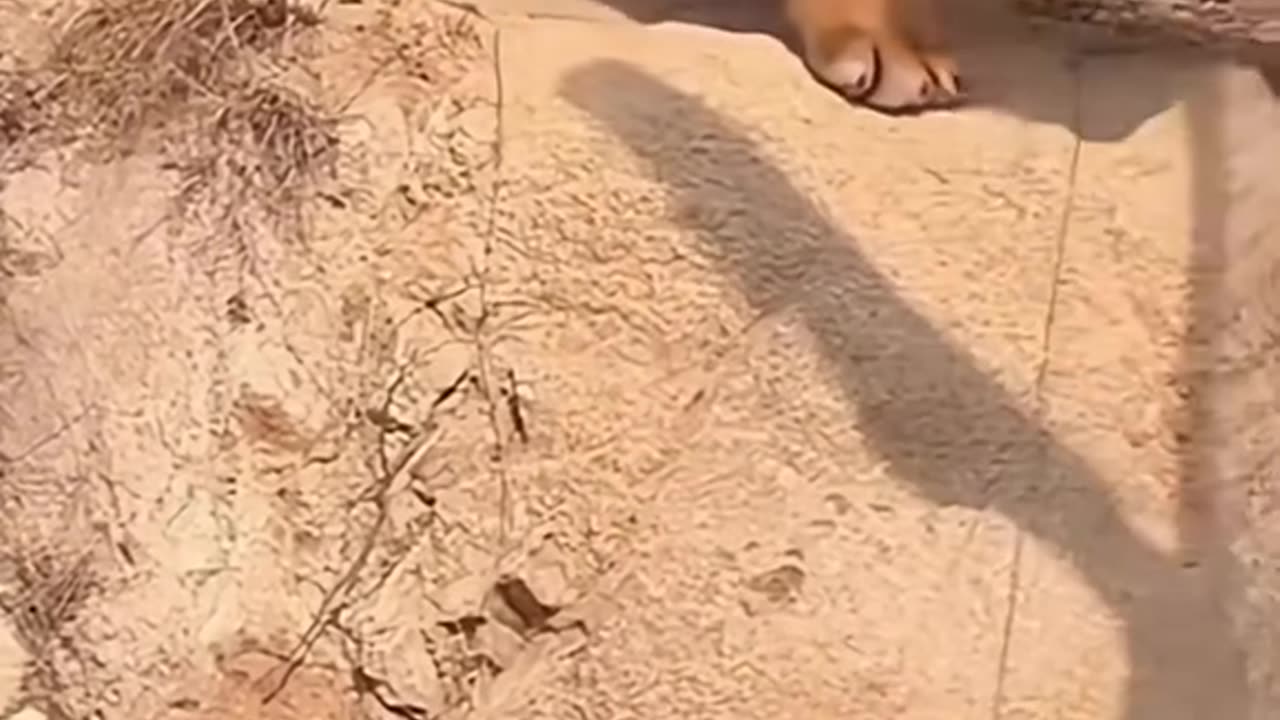 Do tigers also need to lose weight?