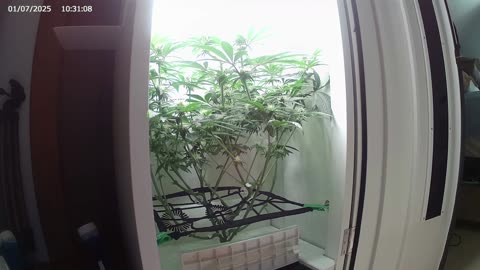 Grow series Ep#5Grow along in the Abby OG Grow Box