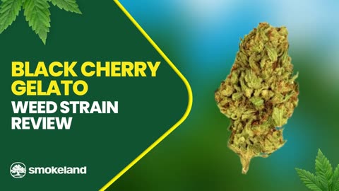 Everything You Need to Know About Black Cherry Gelato Strain
