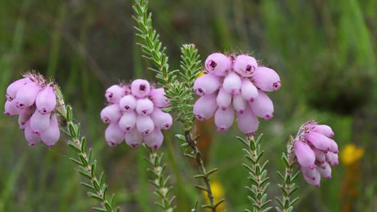 Erika (English Translation)