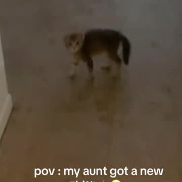 Funny kitten #cat #catsoftiktok #funny #pets #kitty #catlover