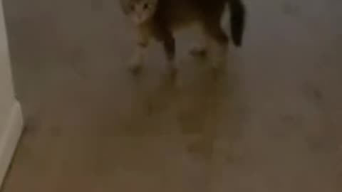 Funny kitten #cat #catsoftiktok #funny #pets #kitty #catlover