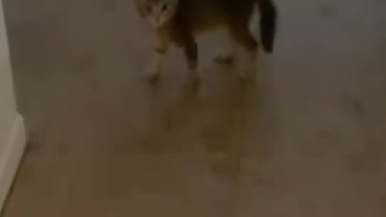 Funny kitten #cat #catsoftiktok #funny #pets #kitty #catlover
