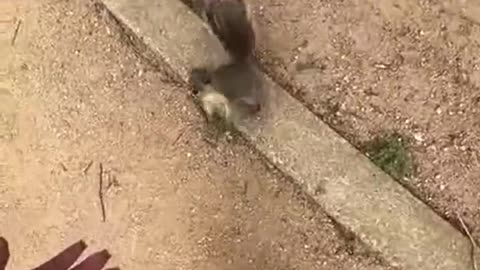 Woman gets bit by a squirrel