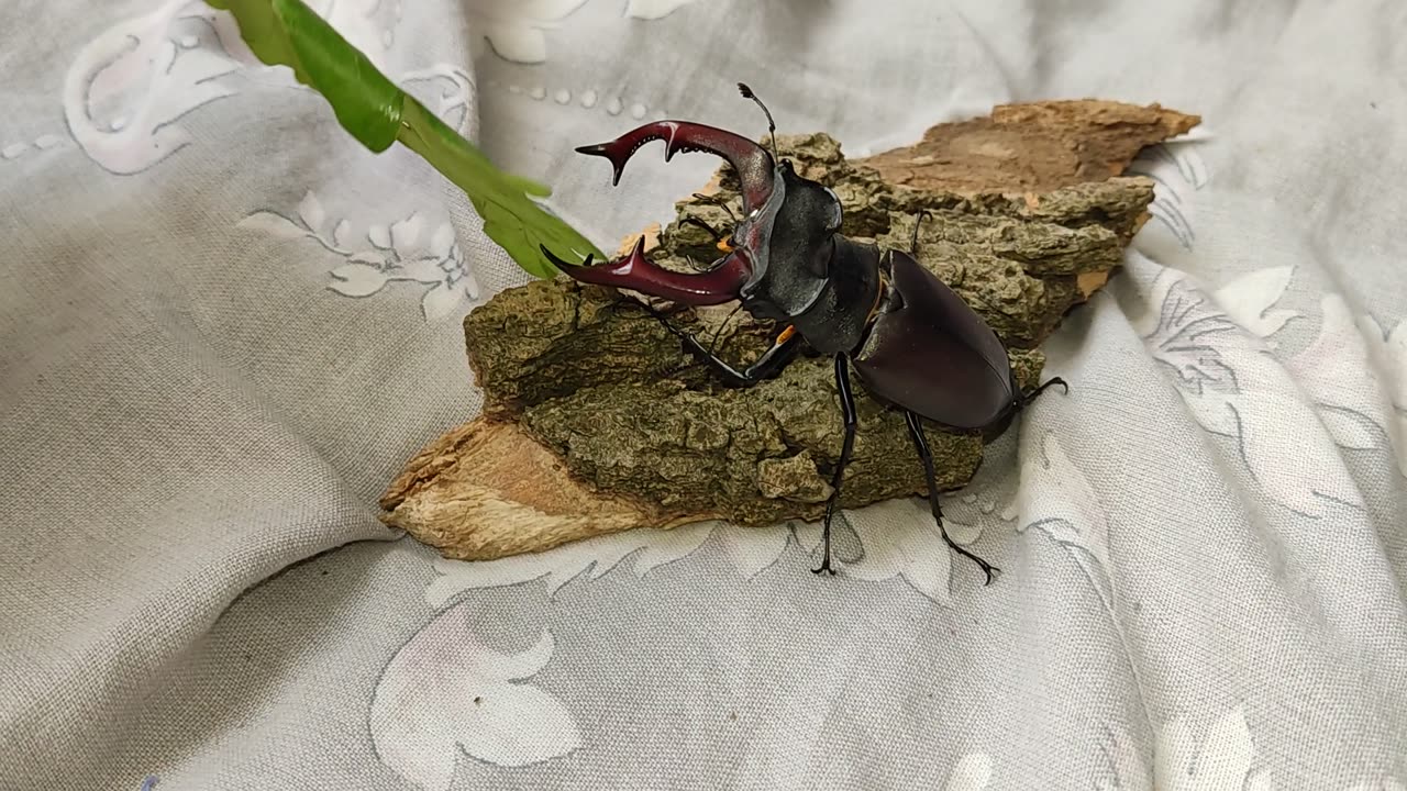 European Stag Beetle
