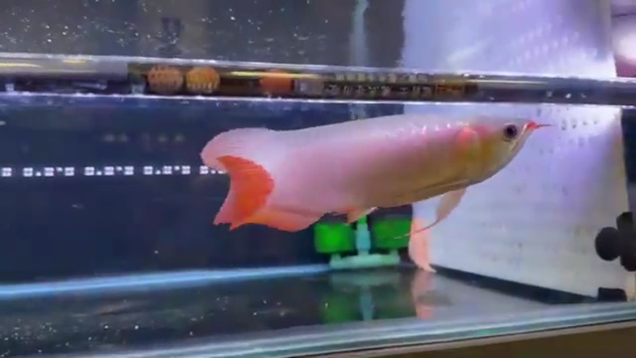 【龍爵士】賽級 印尼紅 (3)