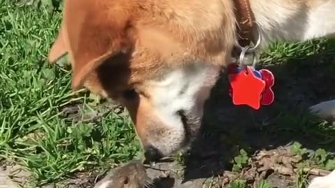 funny animals