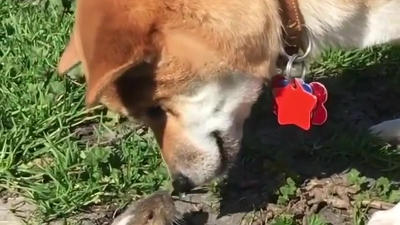 funny animals