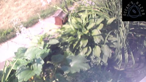 Butch the Sunflower
