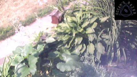 Butch the Sunflower