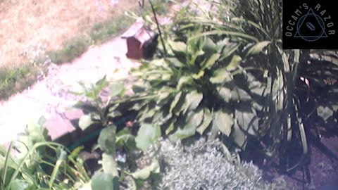 Butch the Sunflower