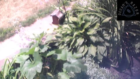 Butch the Sunflower