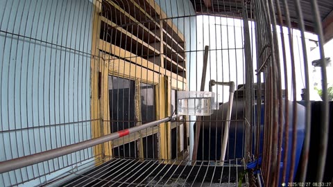 "Lovely Australian Cockatiels Singging and Playing in Cage Part 6"